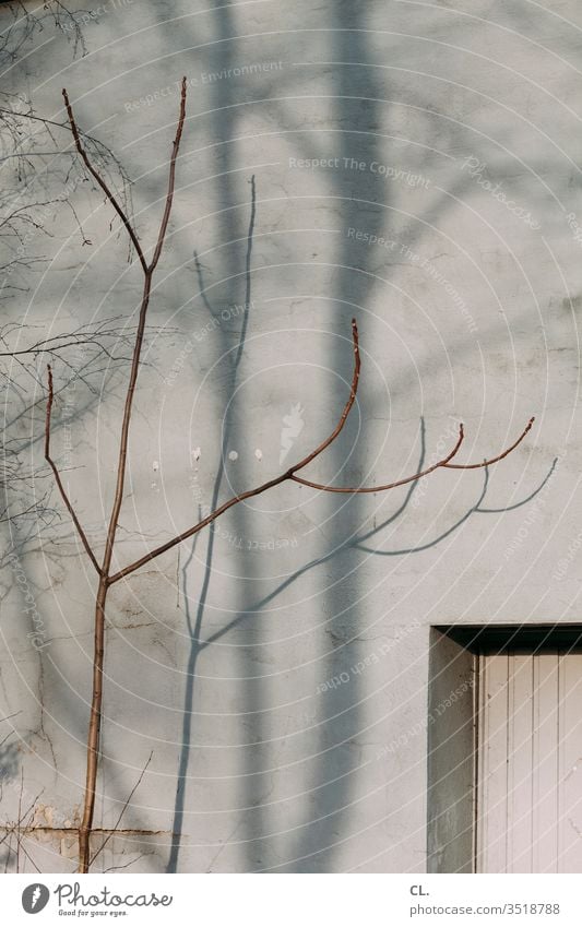 branch and wall Twig Twigs and branches Wall (building) Gray Gloomy dreariness Sparse Window Branch Esthetic Autumn Shadow tree Wall (barrier) Exterior shot