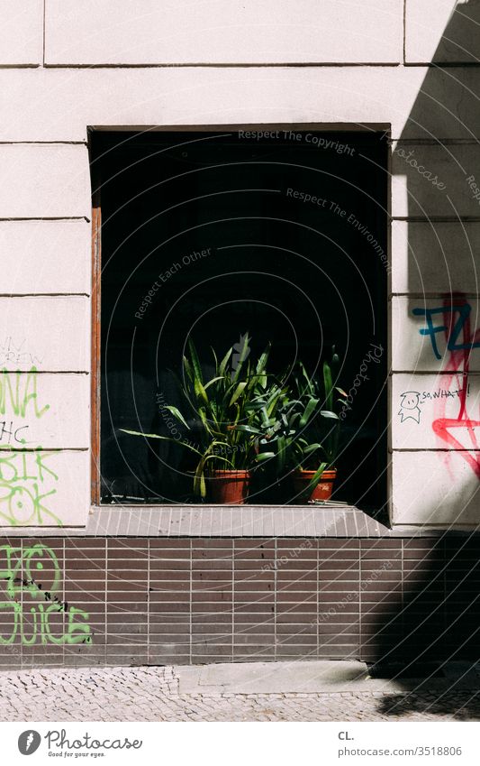 so what Plant Pot plant Window Graffiti Wall (building) urban Decoration Gloomy Foliage plant Houseplant Flowerpot Colour Daub Dirty Town Exterior shot