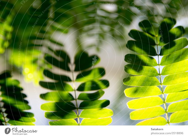 Light shines on the leaves of the tamarind tree leaf nature light fresh bright branch green shadow summer white plant sunlight morning pattern texture