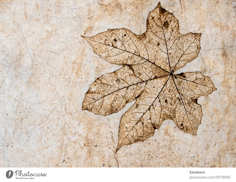 Leaf texture in concrete floor leaf pattern nature gray grey background old natural surface imprint abstract backdrop architecture detail rough beautiful design