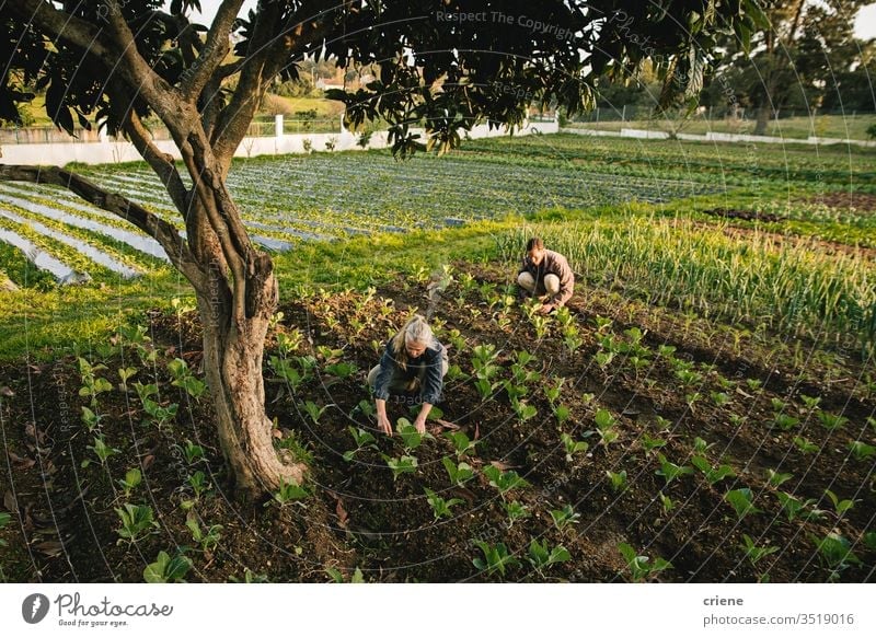 Farm workers checking on vegetables on field together sustainability woman produce fresh garden farmer nature green harvest organic agriculture healthy