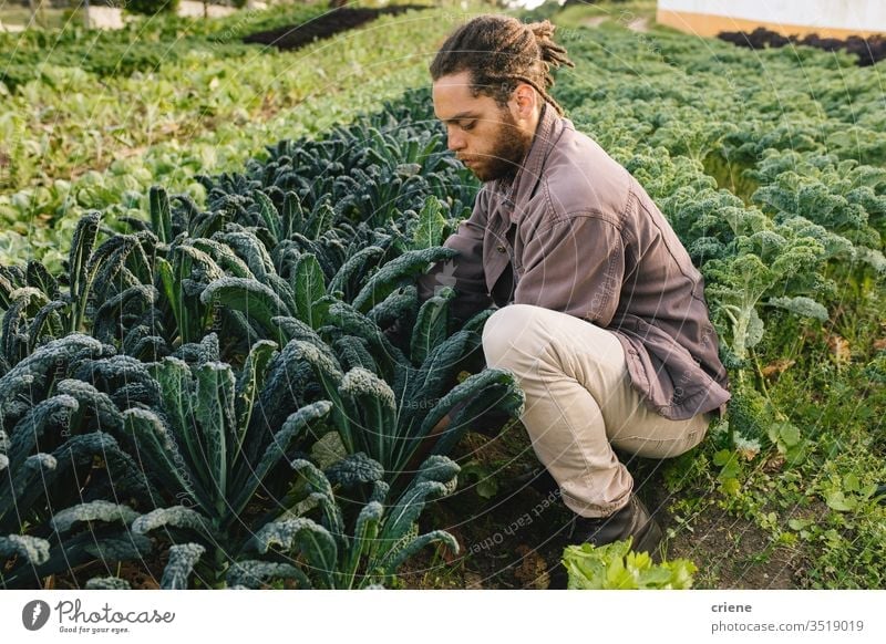 Young man picking oragnic healthy kale from field leaves salad business farming box cultivate freshness gardener men working harvesting occupation environment