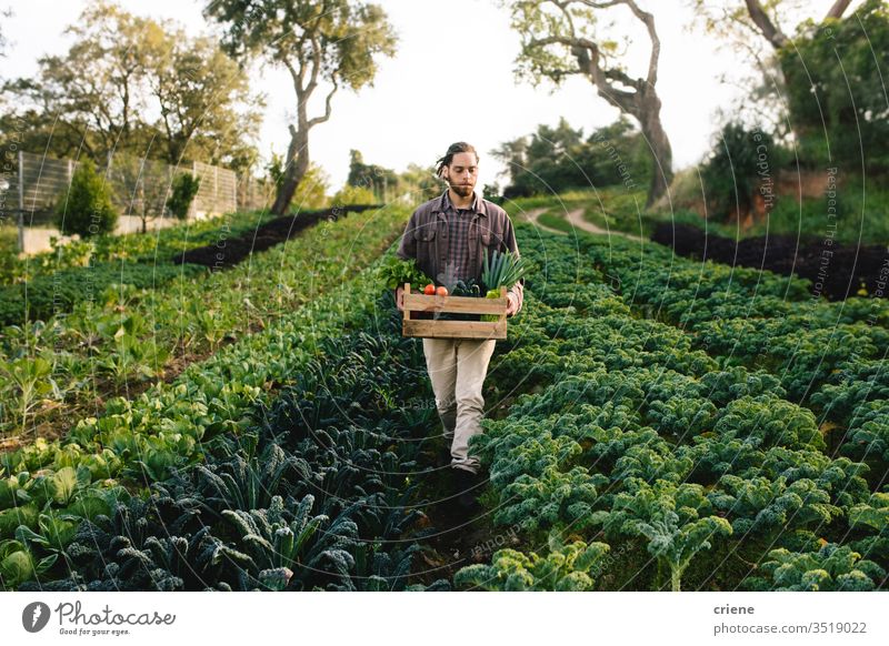 Young farmer working on field harvesting vegetables kale salad business farming box cultivate freshness gardener men occupation environment plant food nature