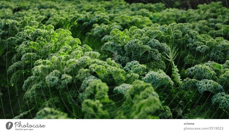 Close-up of fresh organic kale growing on field black kale leafy tuscan kale produce lettuce cultivation vitamin food vegetable green plant agriculture healthy