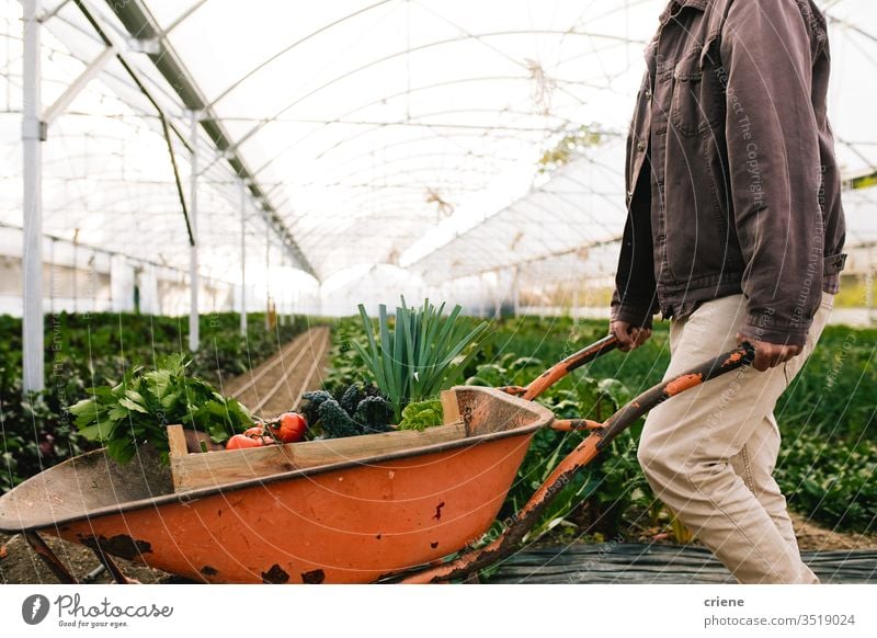 Farmer working in greenhouse pushing wheelbarrow box crate sustainability produce fresh garden farmer nature harvest organic agriculture vegetable healthy