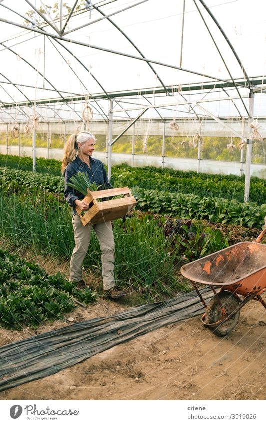 Female farmer carrying box with freshly picked vegetables in greenhouse crate sustainability woman produce garden nature harvest organic wheelbarrow agriculture