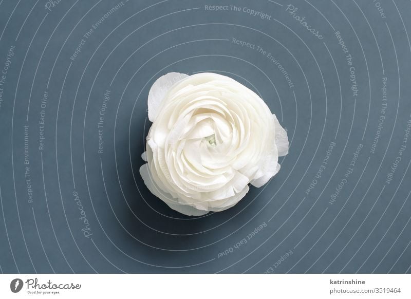 Cream ranunculus flower on a grey  background cream white grey dark grey spring romantic composition roses top view above concept creative day decoration design