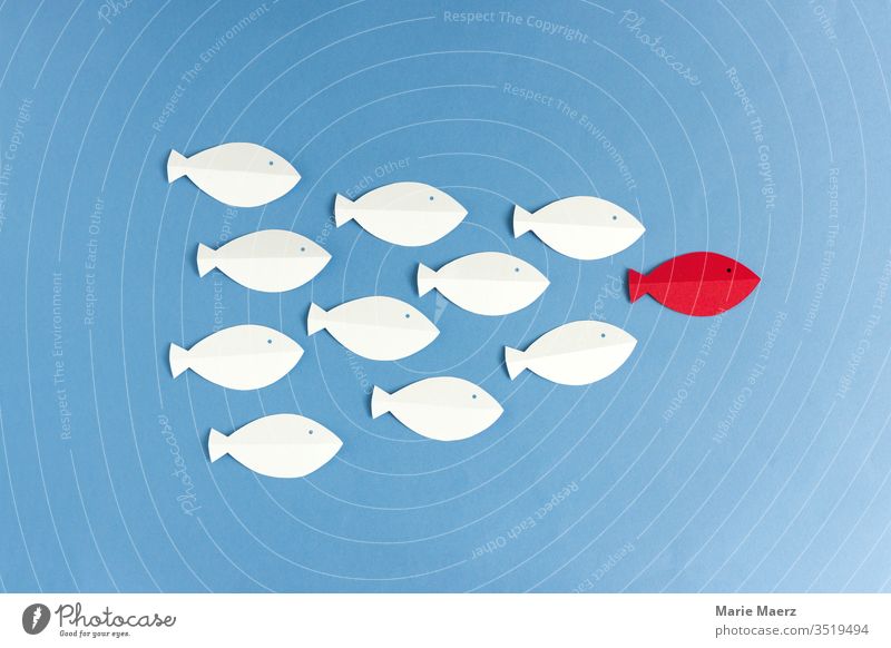 White fish follow red fish Illustration Team Business guided tour executive Target Success Colour photo Force paper cut Abstract Silhouette Minimalistic
