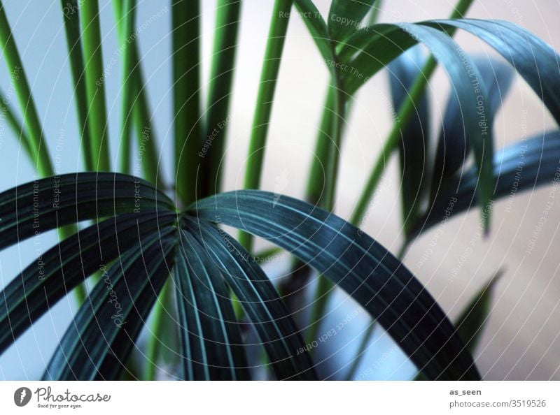 palm leaves Palm tree Foliage plant Colour photo Plant Nature green flaked Deserted Exotic Palm frond Environment Day Close-up Structures and shapes