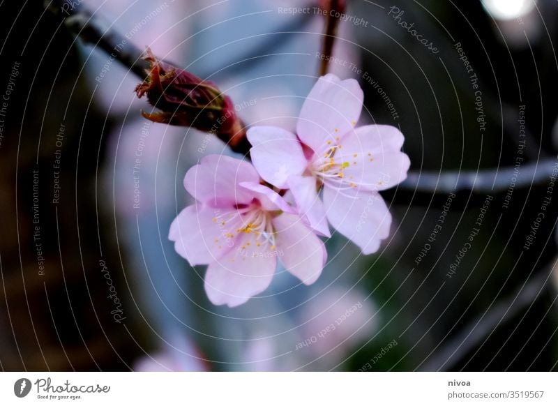 apple blossom Flowering plant bleed Apple blossom spring Moody romantic Nature already Beauty & Beauty Mysterious Branch Blossom leave petals background Floral