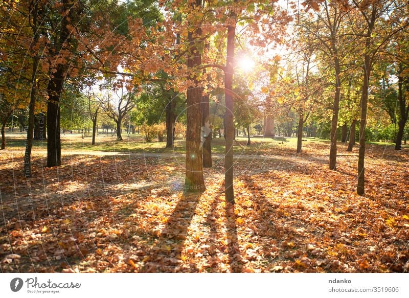 empty city park without people on an autumn day urban deserted nobody gold background beautiful beauty blur bokeh branch bright color colorful decoration