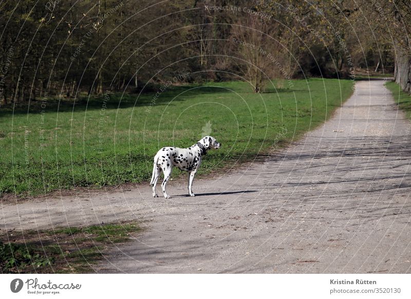dalmatian waits at the footpath Dalmatian Dog Purebred dog Animal Pet Speckled Spotted Dappled White Black breed of dog out Nature off cross Promenade walk