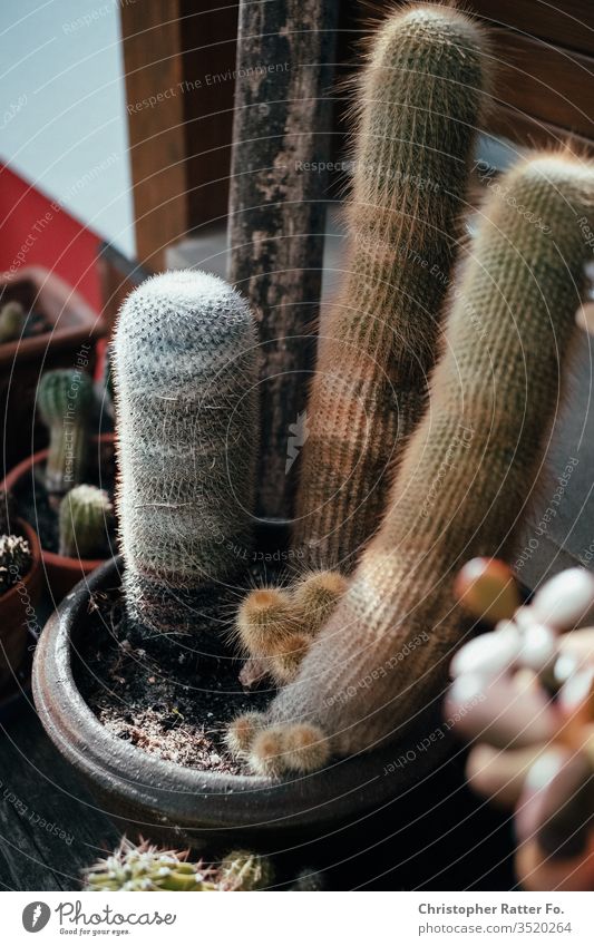Cacti in pot Water Agriculture Life Sustainability replanting Considerate natural Manure agrarian okö Lifestyle Woman Domestic Seeds Florist Home Foliage plant