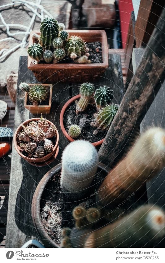 Cacti in pots Cactus cacti Garden Gardening spring Spring fever Pot plant green Summer Sunlight at home stay at home Warm light warm colors warm tones plants