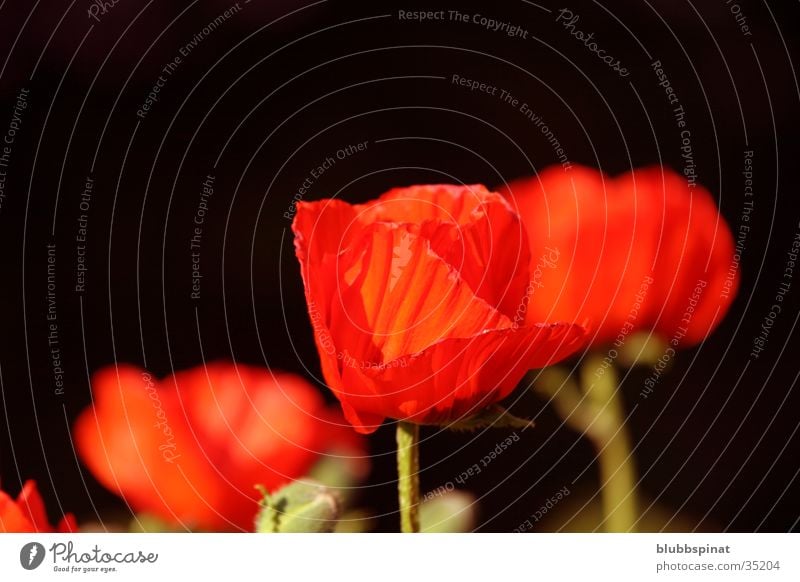 (Red) Poppy seed Background picture Plant Contrast Garden