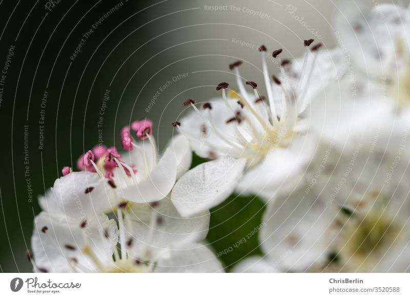 Close-up of white fruit blossoms bleed Pistil White Plant Nature Macro (Extreme close-up) Colour photo Detail Shallow depth of field Exterior shot spring