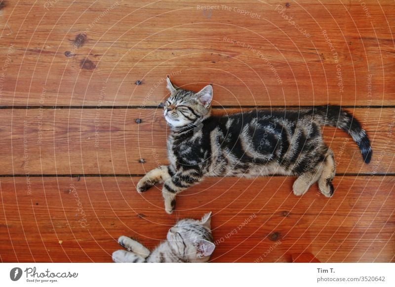 SLEEP Sleep Dream Kitten hangover Cat wooden floorboards no one there Pet Animal Colour photo Cute Animal portrait Baby animal Interior shot Animal face Cuddly