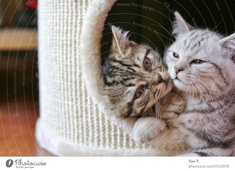 love Love Brothers and sisters Together Cat cat hangover Domestic cat Pelt Whisker mackerelled Colour photo Animal mietzi Nose Eyes Pet whiskers Profile Lie
