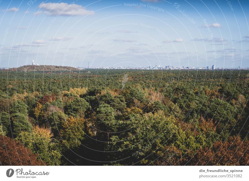 Grunewald with a view of Berlin Forest Vantage point devil's mountain Skyline Exterior shot Deserted Panorama (View) Sunlight Colour photo Beautiful weather