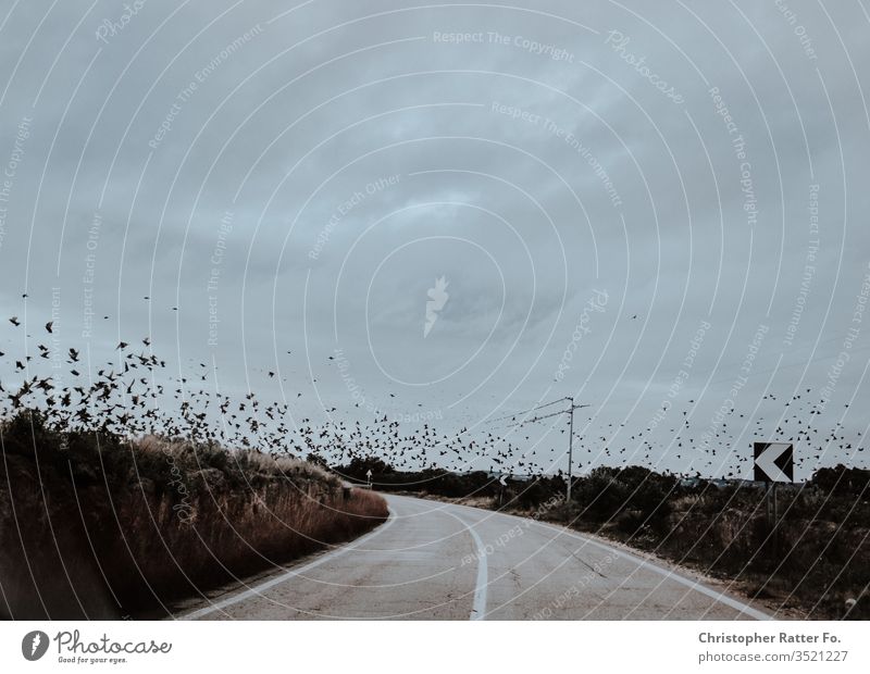 Birds Flying Over an empty Road in Sourthern Italy Reise bari brindisi italien matera winter xt2 Orange voyage Italian Landscape dolce vita Travel photography