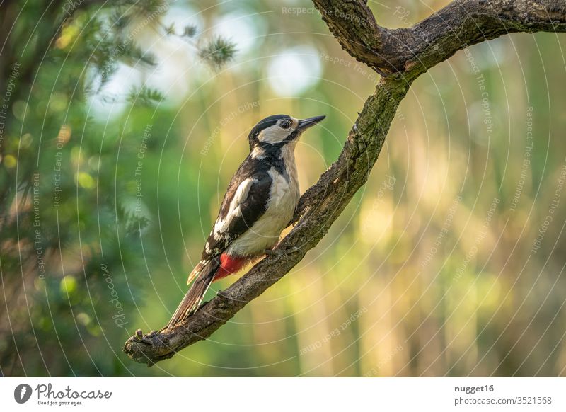 Woodpecker sitting on a branch Spotted woodpecker Colour photo birds Exterior shot Animal Nature Animal portrait Wild animal Environment Deserted Day Forest