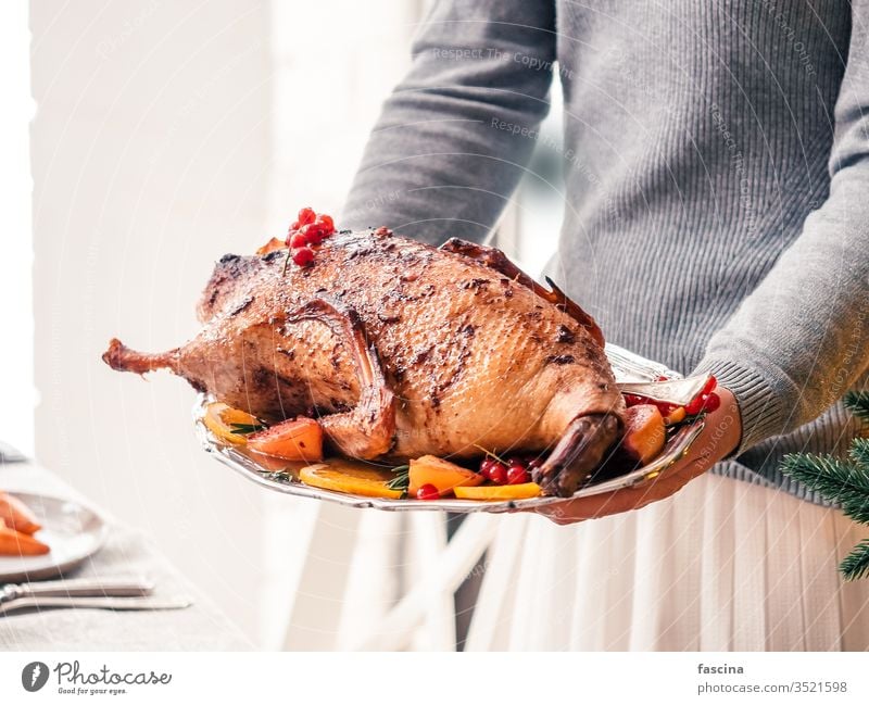 roast duck in female hands roasted duck baked in hands woman hold christmas goose whole food dish dinner cooked meat apple meal feast leg orange stuffed crispy