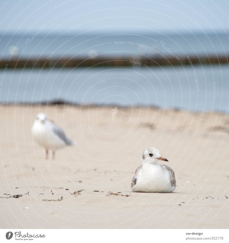 TODAY: DAY OF THE SEA Nature Landscape Sand Summer Beautiful weather Coast Lakeside Beach Bay Baltic Sea Ocean Island Animal Bird Seagull Wader 2 Sit Stand Calm