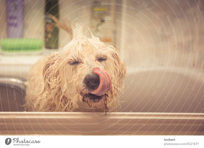 Funny portrait of a cute little terrier dog having bath at home - Dog care - Wet adorable puppy taking a bath at home - Pet caring animal background bathing