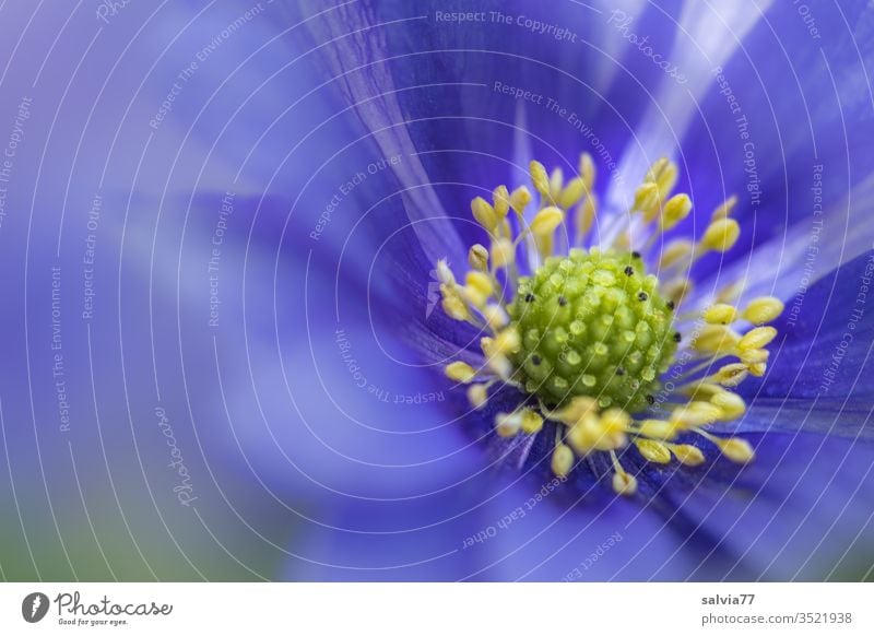 Close up of a blue anemone flower Spring balkan anemone Flower Blossom Blossoming Close-up Macro (Extreme close-up) Plant Nature Garden Poppy anenome blurriness