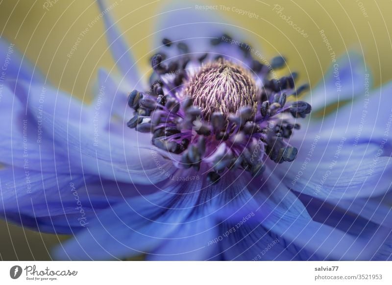 blue beauty | anemone blossom Nature Colour photo flowers bleed Blossoming Macro (Extreme close-up) spring Shallow depth of field Detail Plant Copy Space bottom