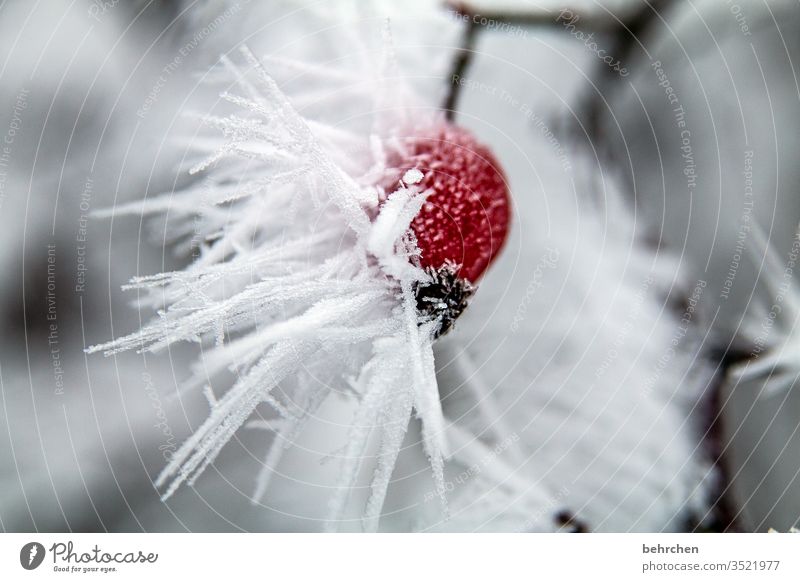 winter poetry Plant Ice Winter Forest Snow Frost Nature Environment Autumn chill Freeze Frozen Exterior shot Colour photo Deserted tree Hoar frost Seasons