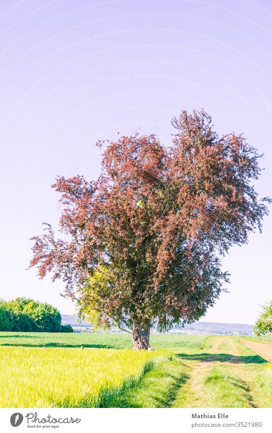 Tree by the wayside Day Copy Space top Exterior shot Colour photo Growth Arrangement Healthy Fresh Vanishing point Organic farming Herbs and spices Field