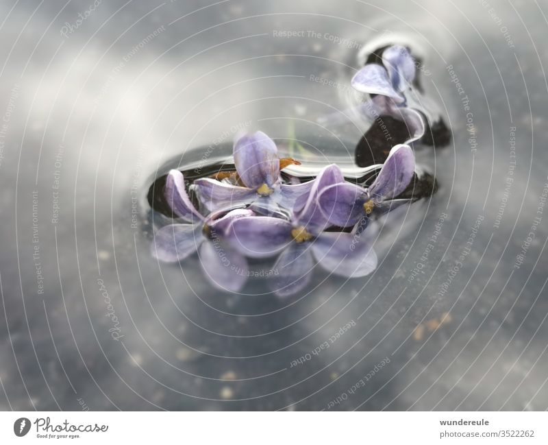 Lilac enchanted lilac Water Nature Close-up Violet bleed spring Detail reflection Blur underwater Plant flowers Deserted