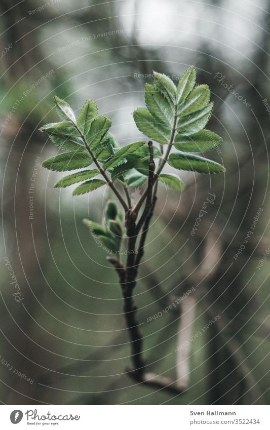 green branch with vintage bokeh Plant flaked Branch tree Twig Leaf green Growth spring Tree trunk Nature Garden Twigs and branches Exterior shot Close-up