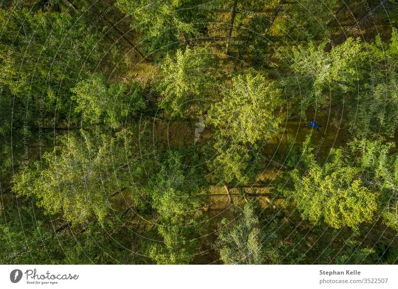 Vertical drone view at top of a green forest at springtime, birds eye view from above. background tree pattern summer texture nature sun leaf landscape