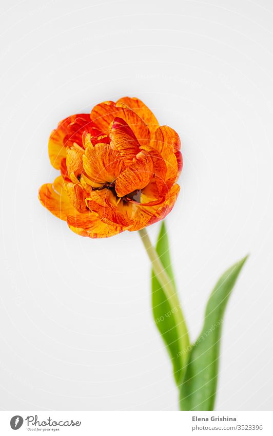 Tulip flower on a light background. tulip blooming spring red orange yellow terry single close-up