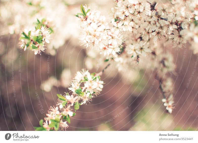 Light spring flowers soft and delicate Spring flower Spring fever Blossoming natural Deserted Exterior shot bleed already green Plant Nature Day Colour photo
