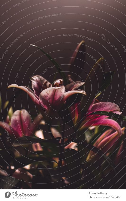 Lilies in evening mood Lily Flowering plant Colour photo Detail Blur Plant Close-up bleed flowers spring Deserted Pink Garden Blossoming splendid already