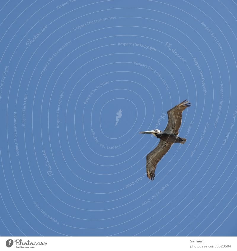 Pelikan Vogel Vögel Vogelwelt Federn Natur Tier Himmel Schwingen Lebewesen Flug blau Tierporträt himmel Amerika USA Schnabel fliegen Freiheit Leben