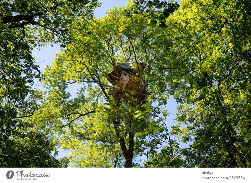 Tree house in a green leaf canopy huts Above Tall leaves spring Inhabited Hambach Forest Hambi Blue sky occupied tree Deserted environmentalists Treetop protest