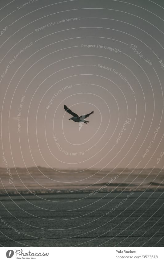#AS# flying away Seagull Gull birds Flight of the birds Flying Idyll Ocean Beach Walk on the beach Coast