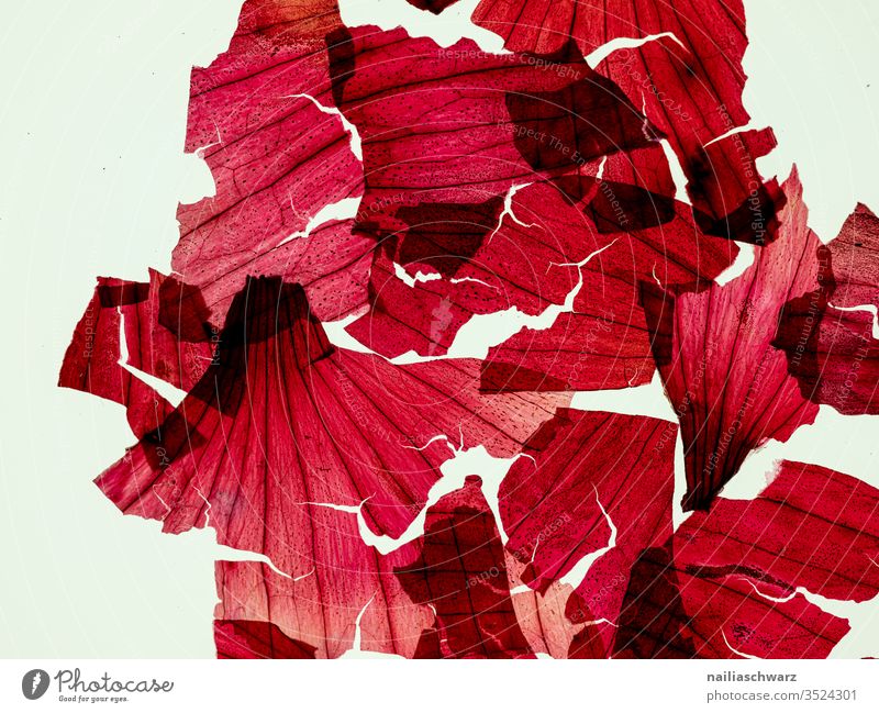 red Abstract abstract photography Red Colour Colour photo Onion shell Onion skin Transparent transparent Structures and shapes structures