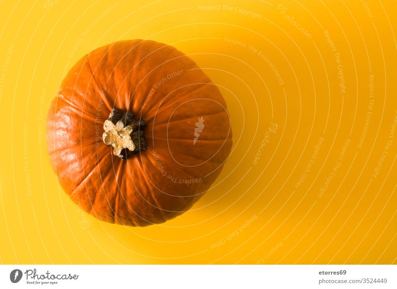 Pumpkin on yellow background. Copy space alloween autumn candy corn celebration isolated october orange party pumpkin scary scream seasonal sugar sweet