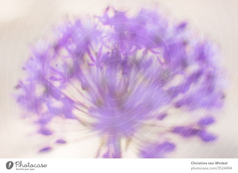 Close-up of a violet ornamental flower / allium in front of a light background. Blurry/abstract ornamental garlic garlic flower Blossom Violet Abstract blurred