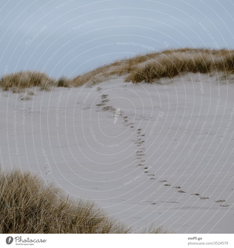 Footprints on the beach Beach Marram grass Beach dune squeeze Sand Sandy beach Denmark North Sea Baltic Sea Coast Landscape Vacation & Travel Deserted