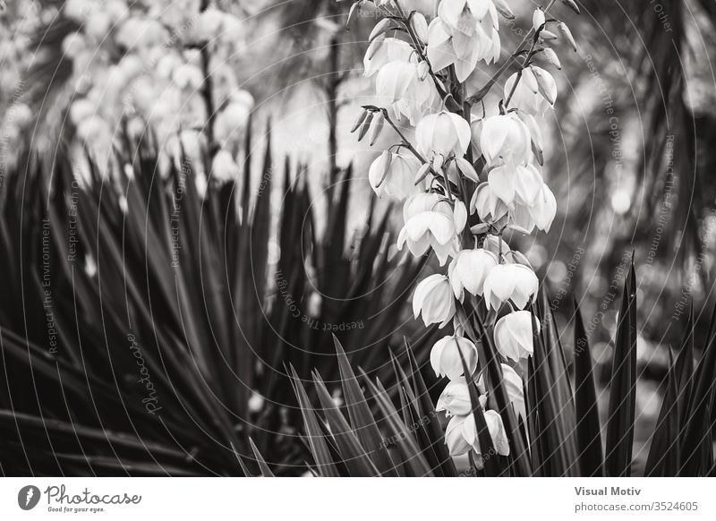 Bell-shaped white flowers and straight leaves of Yucca aloe yucca yucca aloifolia spanish bayonet dagger plant yucca gloriosa adams needle glorious yucca