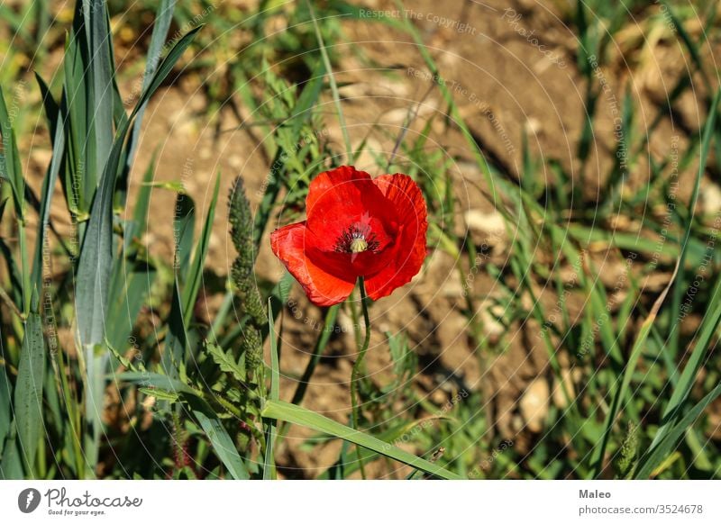 Close up of a wild poppy flower on a meadow summer field landscape nature plant season spring close red natural background beautiful beauty decorative garden