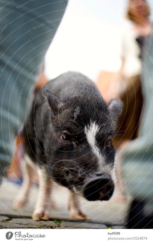 City pig - a lot is possible in Bremen Piglet Swine Stand Marketplace Places Crowd of people Animal Whimsical Sow Baby animal Animal portrait 1 Pink Snout Cute