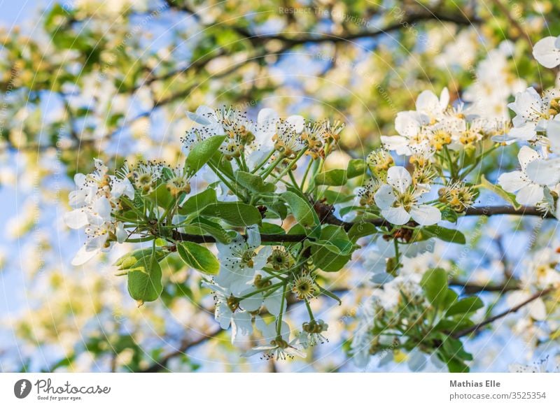 Branch with cherry blossoms Cherry blossom Plant Idyll Spring fever Exterior shot Twig Hönig collect bleed Fragrance Agricultural crop White Blossom leave