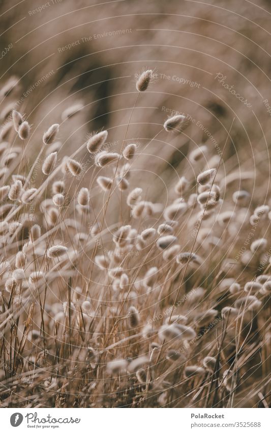 #As# Soft meadow Delicate Nature Meadow Meadow flower meadow flowers New Zealand stalks Wind